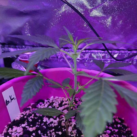 BKC growlog timeline photo