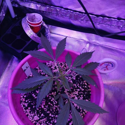 BKC growlog timeline photo