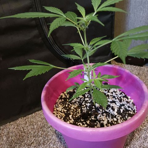 BKC growlog timeline photo