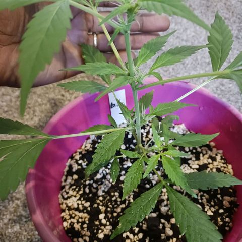 BKC growlog timeline photo