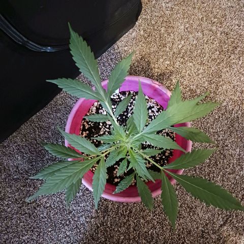 BKC growlog timeline photo