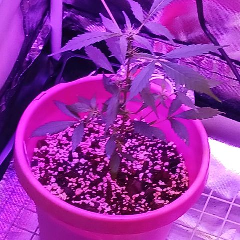 BKC growlog timeline photo