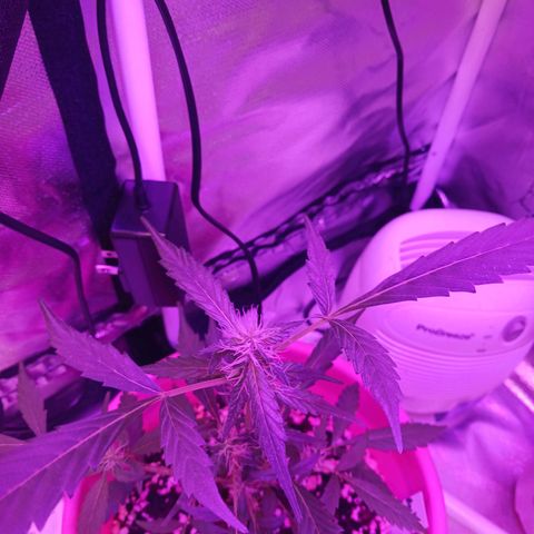 BKC growlog timeline photo