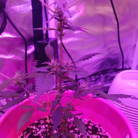 BKC growlog timeline photo