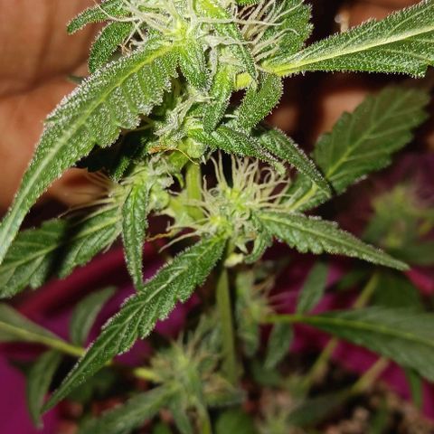 BKC growlog timeline photo