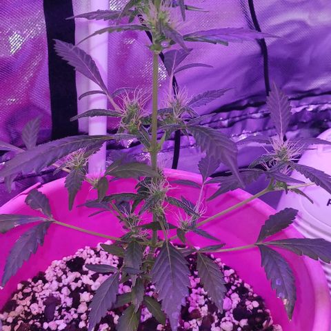 BKC growlog timeline photo