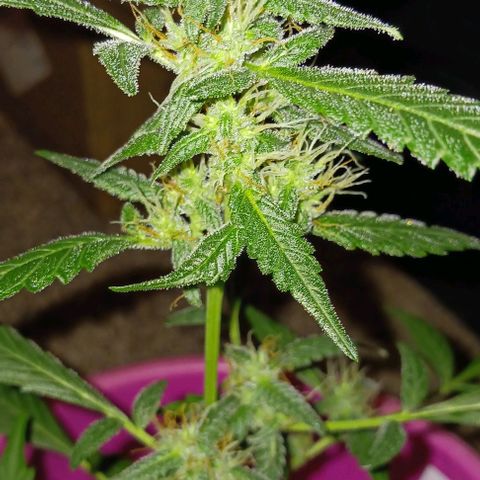 BKC growlog timeline photo
