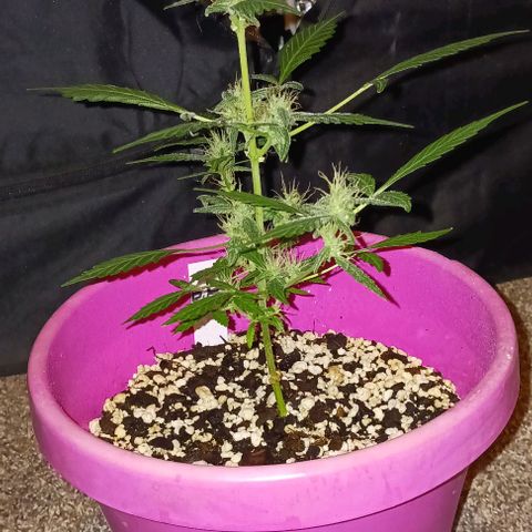 BKC growlog timeline photo