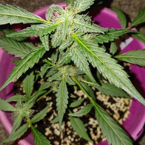 BKC growlog timeline photo