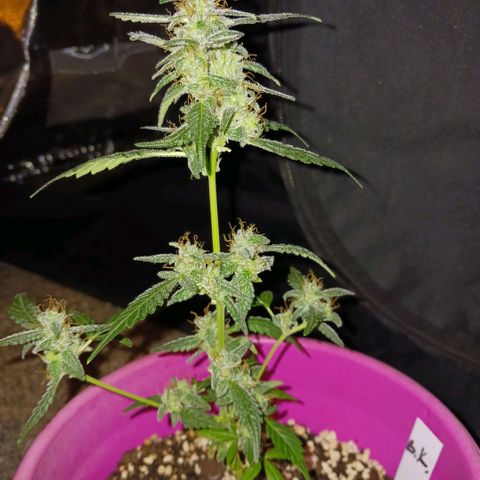 BKC growlog timeline photo