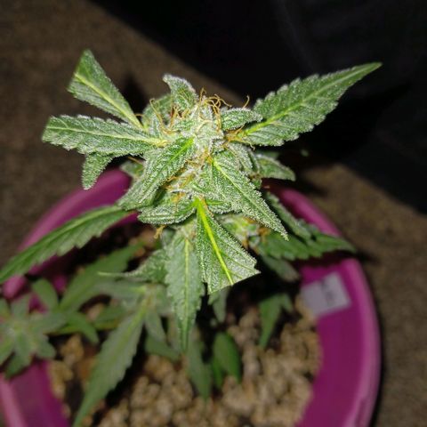 BKC growlog timeline photo