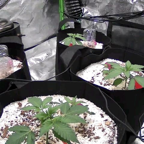 Auto GDP growlog photo: Good
