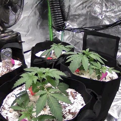 Auto GDP growlog timeline photo