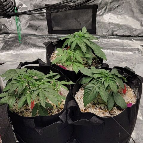 Auto GDP growlog timeline photo