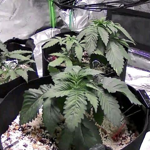 Auto GDP growlog timeline photo