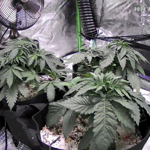 Auto GDP growlog timeline photo