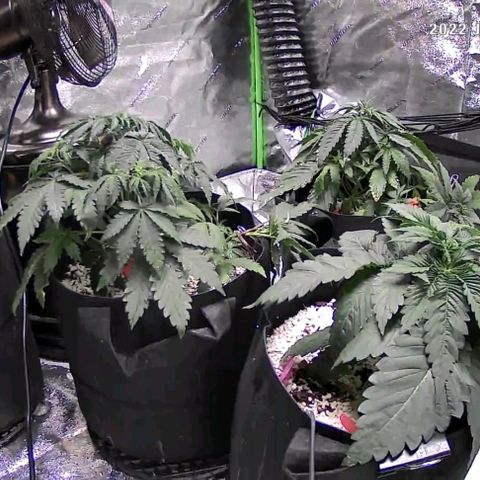Auto GDP growlog timeline photo