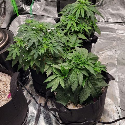 Auto GDP growlog timeline photo