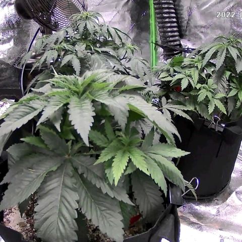 Auto GDP growlog timeline photo