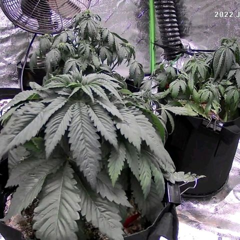 Auto GDP growlog photo: Under watering 
