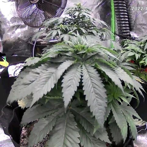 Auto GDP growlog timeline photo