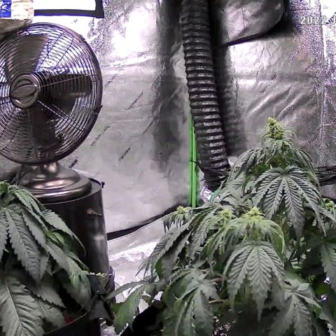 Auto GDP growlog timeline photo