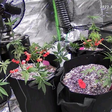 Auto GDP growlog timeline photo