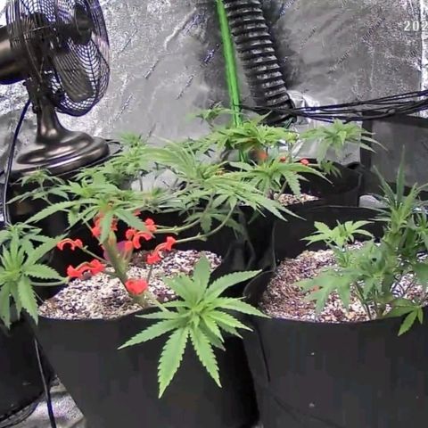 Auto GDP growlog timeline photo
