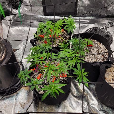 Auto GDP growlog timeline photo