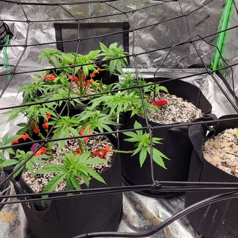 Auto GDP growlog timeline photo
