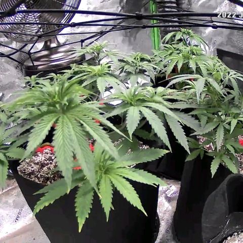 Auto GDP growlog timeline photo