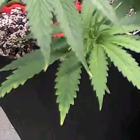 Auto GDP growlog timeline photo