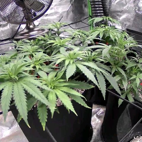 Auto GDP growlog timeline photo