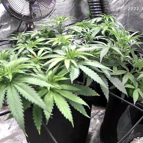 Auto GDP growlog photo: Day after water and nutes