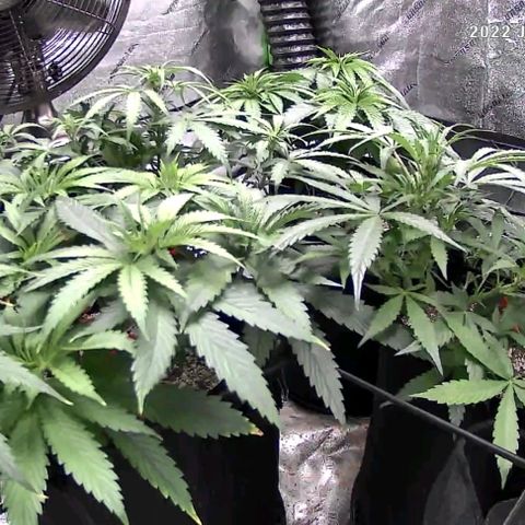 Auto GDP growlog timeline photo