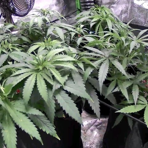 Auto GDP growlog timeline photo