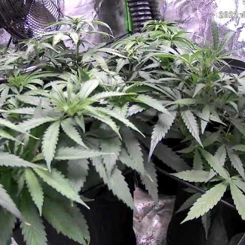 Auto GDP growlog timeline photo