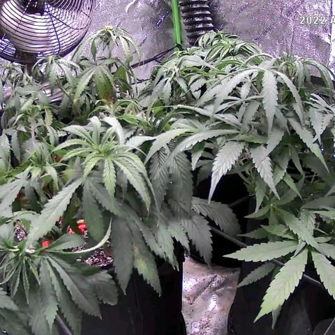 Auto GDP growlog photo: 3x24 hours after 4 and 3 16 oz each.  Too hot also.