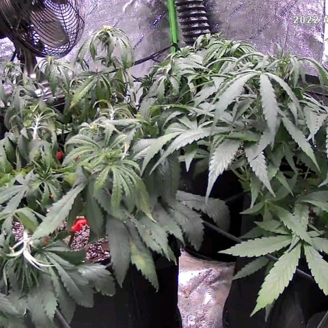 Auto GDP growlog photo: 3rd day no water