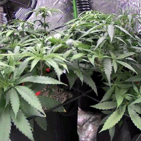 Auto GDP growlog photo: 18 hours after watering- 3 days without water prior to Monday 6pm