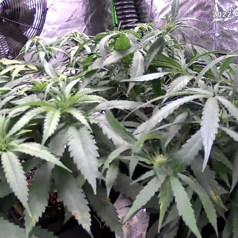 Auto GDP growlog photo: Watered 4 and 3 Friday Noon. This is 5pm Monday prior to water