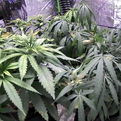 Auto GDP growlog photo: Watered 4 and 3 Friday Noon. This is 5pm Monday prior to water