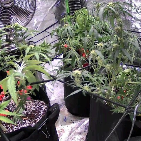 Auto GDP growlog photo: After 4x4x4 and 2 lollipop 