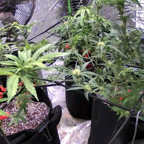 Auto GDP growlog photo: 10am day after water 4x4x4