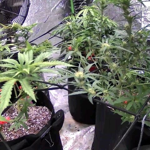 Auto GDP growlog photo: Later Tuesday Good.