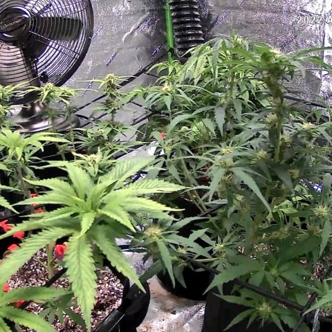 Auto GDP growlog photo: 6.9 ph water 1 gal/3 even
One day after. 2pm