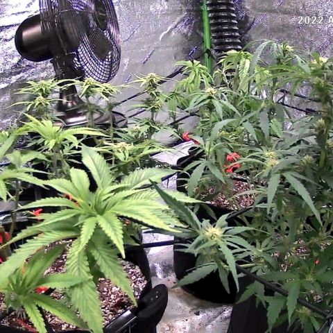 Auto GDP growlog photo: Back lollipopped 🍭 