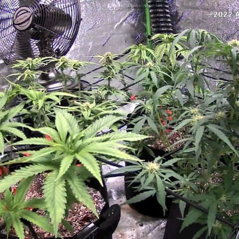 Auto GDP growlog photo: Day one know they are photos