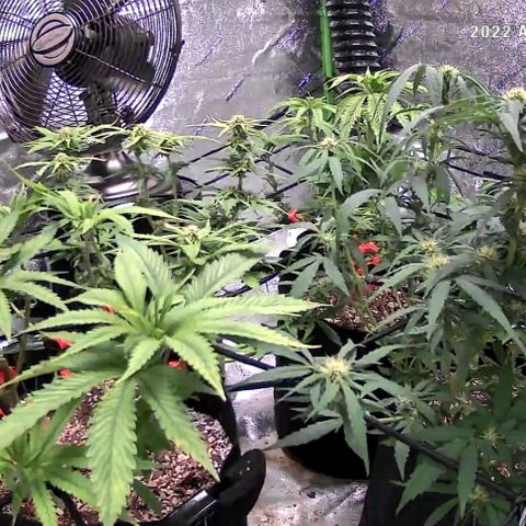 Auto GDP growlog photo: Just prior to water only still 24/7