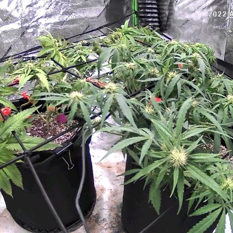 Auto GDP growlog photo: What was actually entered training wise for 8/12 was done on 8/13